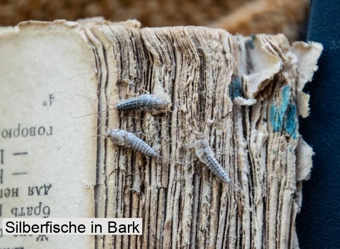 Silberfische in Bark